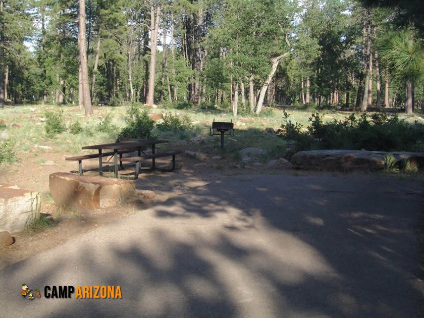 Elk Near Woods Canyon Lake